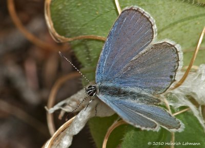 K224336-Northern Blue Butterfly.jpg