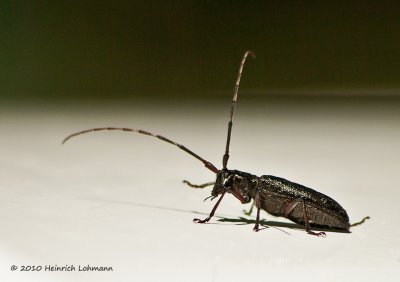 K224568-Unidentified Bug.jpg