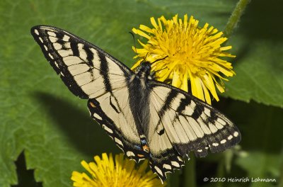 K223944-Eastern Tiger Swallowtail.jpg