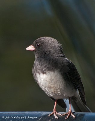 K224046- Dark-eyed Junco (slate colored).jpg