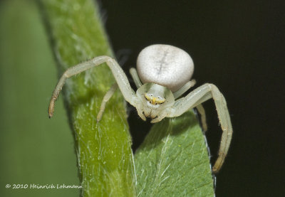 K226903-Crab Spider.jpg