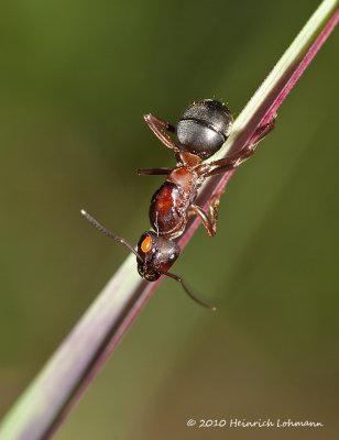 K227547-Red Ant.jpg