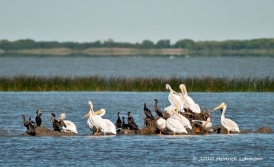 K228541-Cormorants and Pelicans.jpg