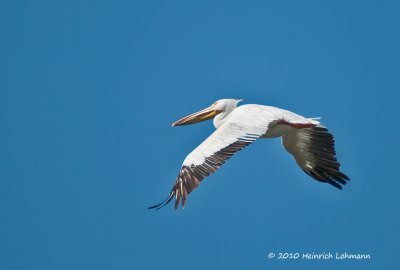 K228916-American White Pelican.jpg