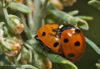 K228954-Ladybugs mating.jpg