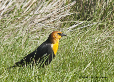K229042-Yellow-headed Blackbird.jpg