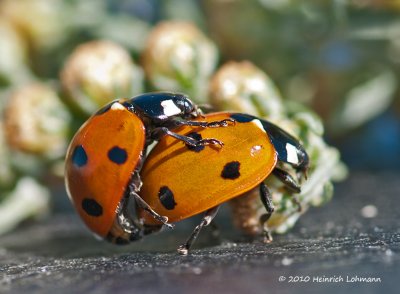 K229059-Ladybugs mating.jpg