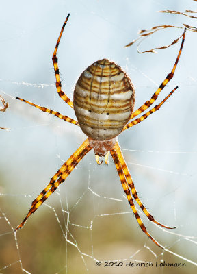K228325a-unidentified spider.jpg