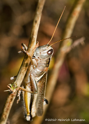 K228387-Grasshopper.jpg