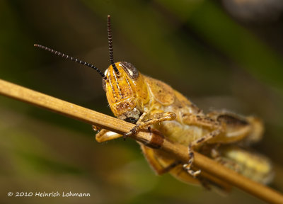K228417-Grasshopper.jpg