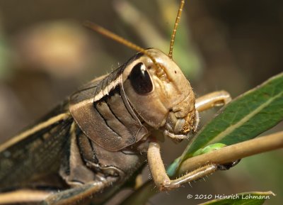 K228432-Grasshopper.jpg