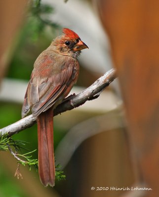 K231669-Cardinal female.jpg