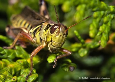 K232092-Grasshopper.jpg