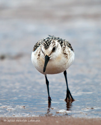 K234316-Sanderling.jpg