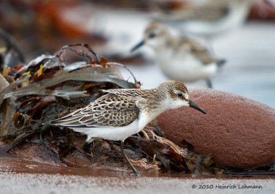 K234550-Sanderling.jpg