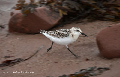 K234602-Sanderling.jpg