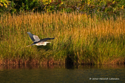 K234980-Blue Heron.jpg