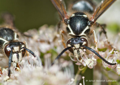 K234880-Bald-faced Hornets.jpg