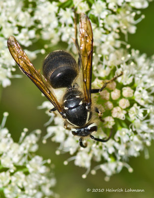 K234914-Bald-faced Hornet.jpg