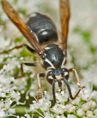 K234932-Bald-faced Hornet.jpg