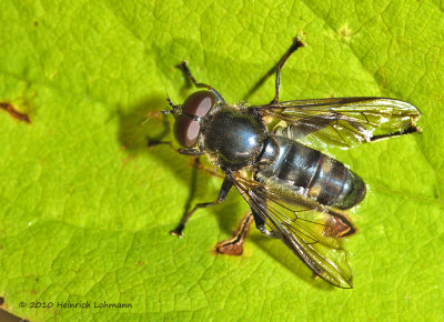 K227723-Unidentified Bee Fly.jpg