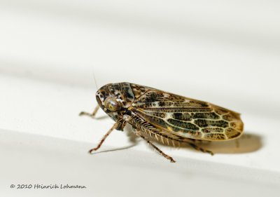 K228028-Leafhopper (Idiocerus alternatuis).jpg