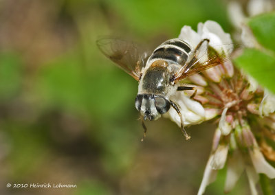 K227025-Bee Fly.jpg