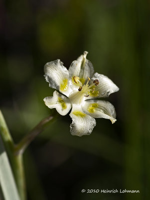 K225592-Unidentified Wildflower.jpg