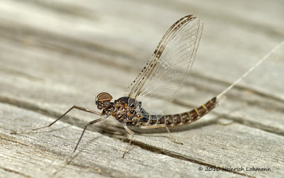 K224790-Mayfly.jpg