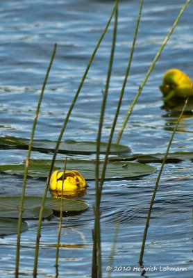 K224866-Yellow Water Lily.jpg