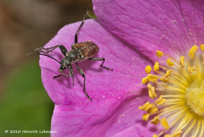 K224343-A tiny bug on a wild rose..jpg