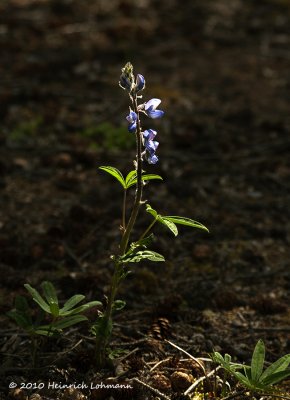 K224775-Arctic Lupin.jpg