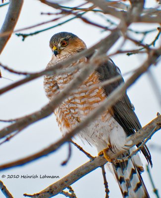 K238099-Sharp Shinned Hawk.jpg