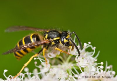 K234860-Eastern Yellowjacket.jpg