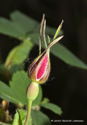 K223871-Prickly Rose (Rosa acicularis).jpg