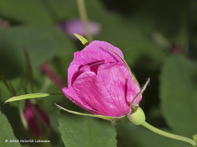 K223847-Prickly Rose (Rosa acicularis).jpg