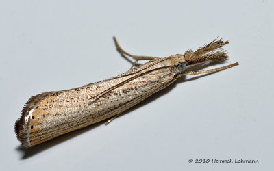 K226968-Grass Moth (Agriphila culmella).jpg