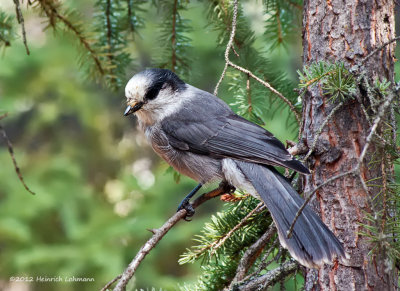 K5G4101-Gray Jay.jpg