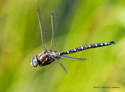 K5G4067-Dragonfly.jpg