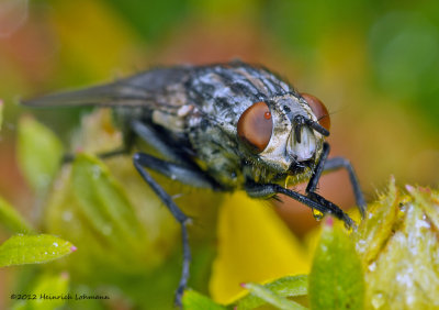 K5G5653-Flesh Fly.jpg