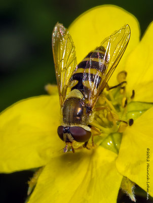 K5G5675-Hoverfly.jpg