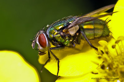 K5G5709- Green Bottle Fly.jpg