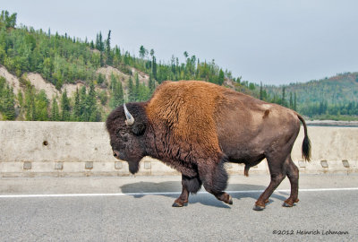 K241835-Bison.jpg