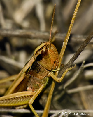 N0372-Grasshopper.jpg