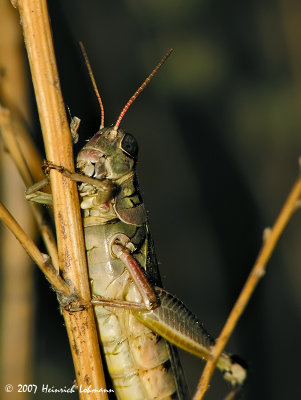 N0387a-Grasshopper.jpg