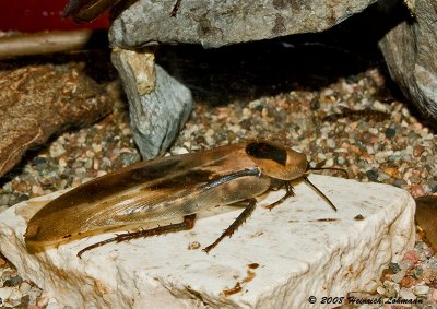 GP1659-Royal Tyrrell-cockroach.jpg