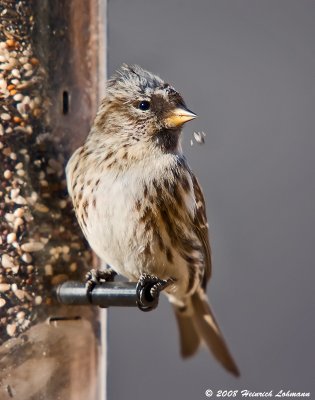 GP1895-House Finch.jpg