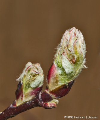GP3998-Rasphberry leaf bud.jpg