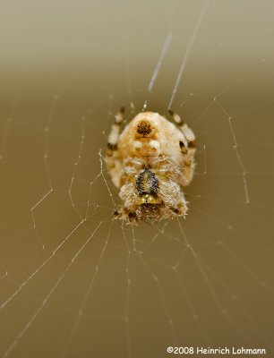 GP4018-a real tiny spider.jpg