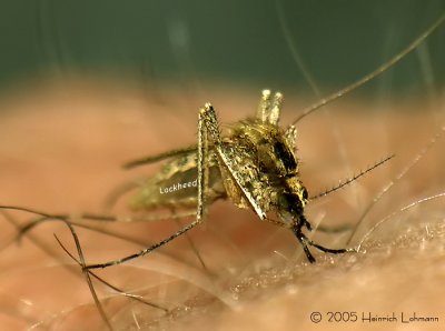 CN0027-mosquito.jpg
